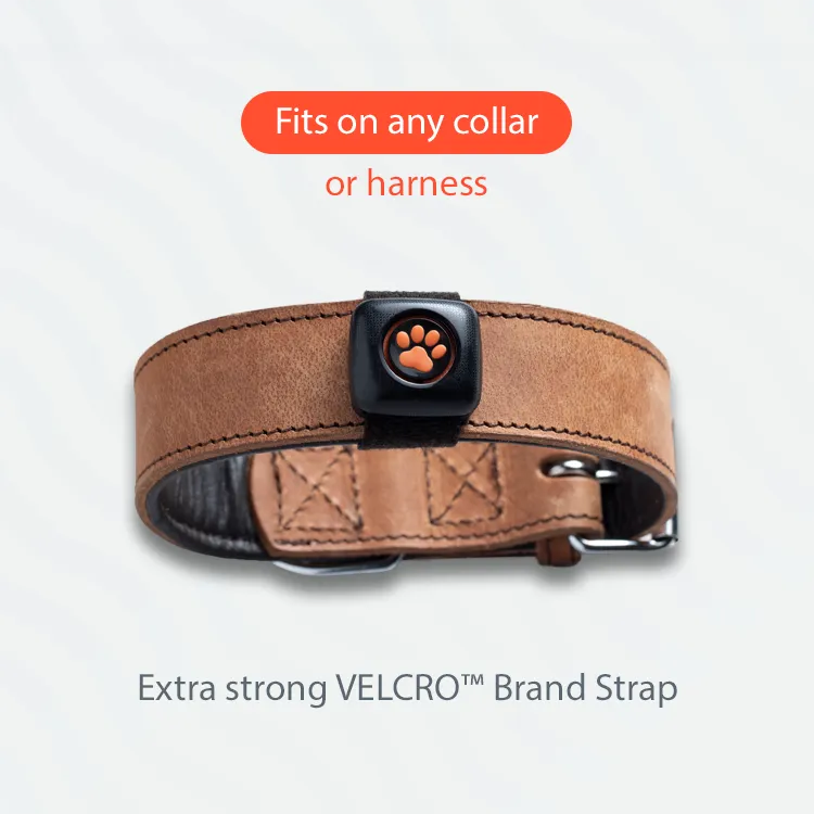 Fits any collar or harness